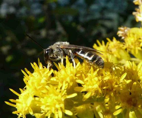 Lasioglossum sp.