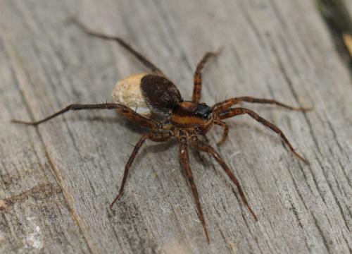 Réf. 38 498 : Pardosa nigriceps