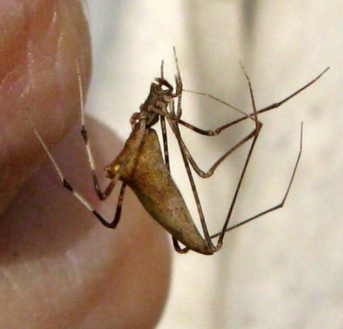 Rhomphaea nasica