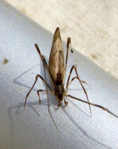 Rhomphaea nasica