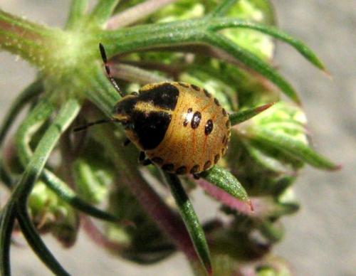Réf. 38 346 : Graphosoma italicum