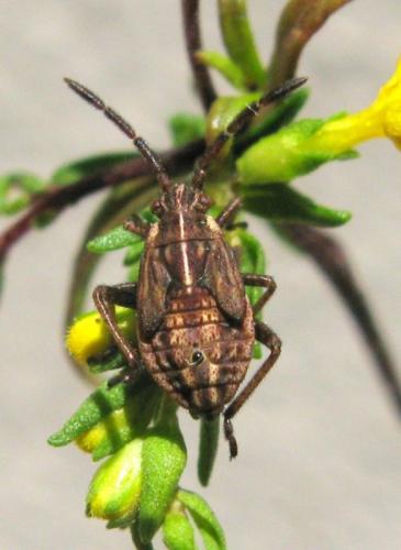 Réf. 38 030 : Stictopleurus abutilon
