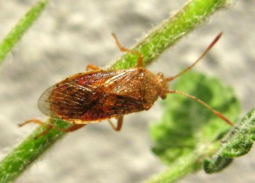 Réf. 38 029 : Rhopalus maculatus