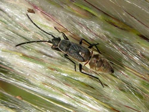 Réf. 38 293 : Paromius gracilis
