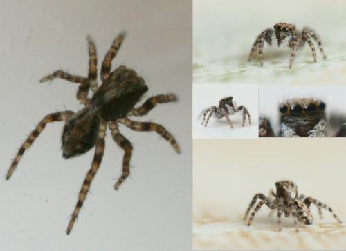 Réf. 38 064 : Pseudeuophrys sp.