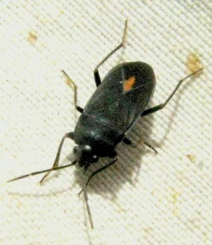 Aphanus rolandri