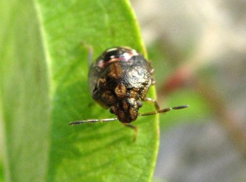 Dryadocoris apicalis