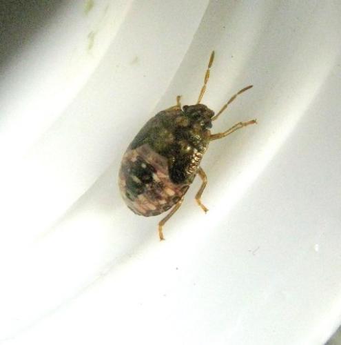Dryadocoris apicalis
