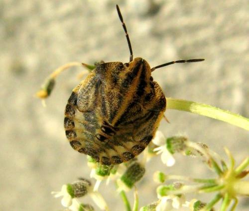 Réf. 38 491 : Graphosoma italicum