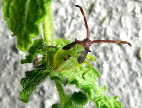 Gonocerus insidiator