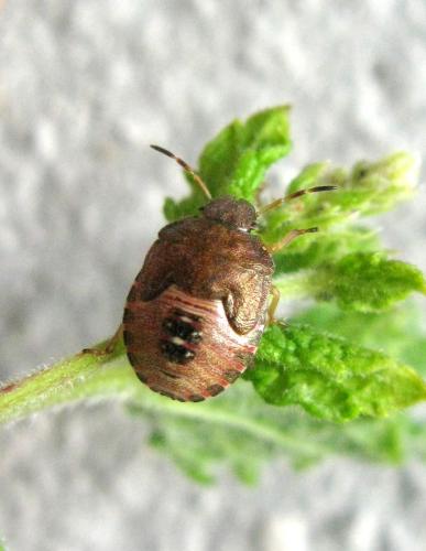 Réf. 38 537 : Peribalus strictus strictus