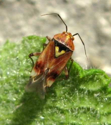 Lygus sp.