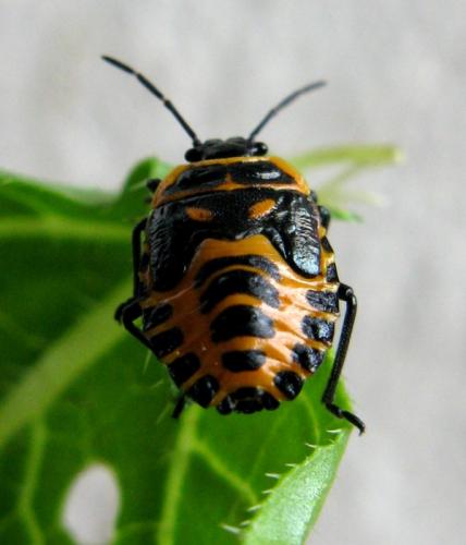 Eurydema ventralis