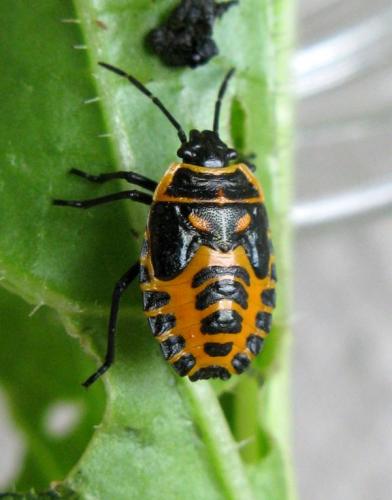 Eurydema ventralis