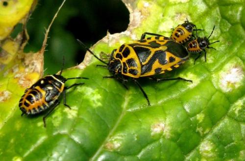 Eurydema ventralis