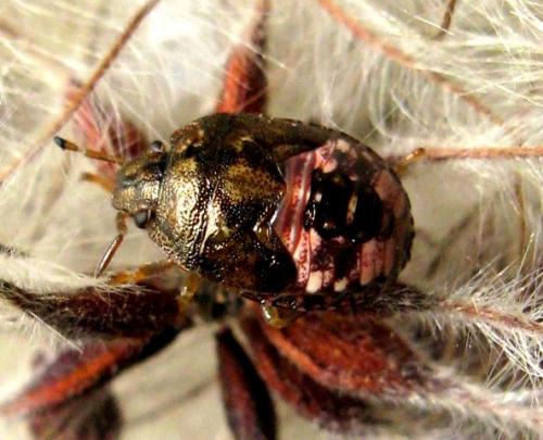 Dryadocoris apicalis