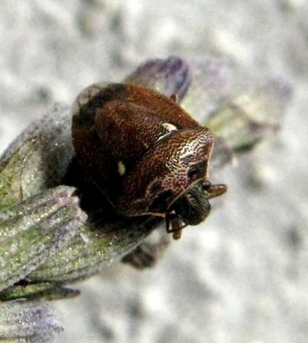 Réf. 38 716 : Eysarcoris ventralis