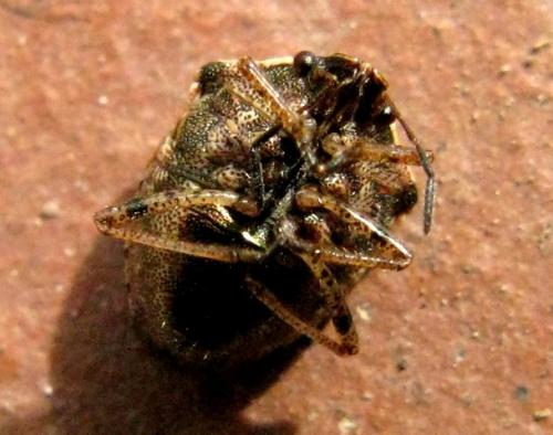 Réf. 38 717 : Eysarcoris ventralis
