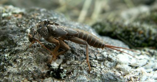 Dinocras cephalotes