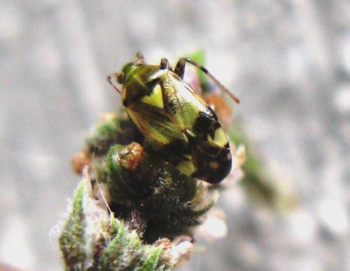 Liocoris tripustulatus