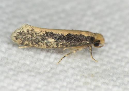 Réf. 38 214 : Monopis crocicapitella