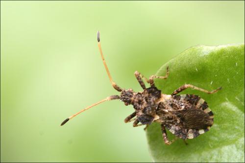 Centrocoris variegatus