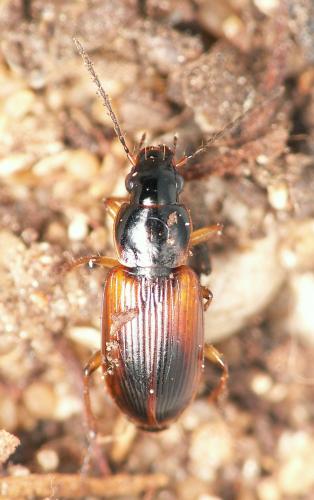 Réf. 38 705 : Stenolophus sp.