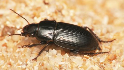 Réf. 38 706 : Harpalus neglectus