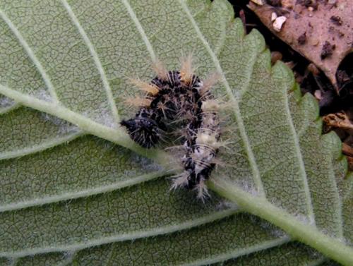 Polygonia c-album