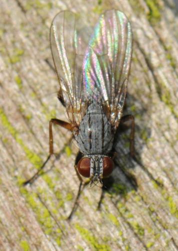 Coenosia sp.