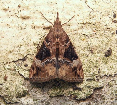 Réf. 38 217 : Hypena obsitalis