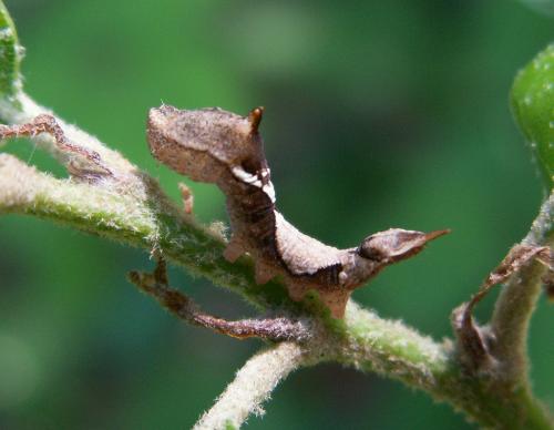Watsonalla binaria