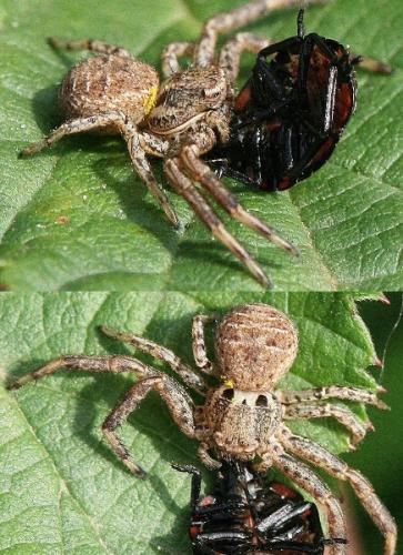 Xysticus sp.