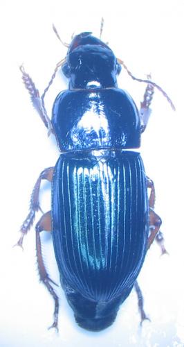 Harpalus sp.