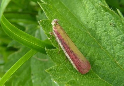 Oncocera semirubella