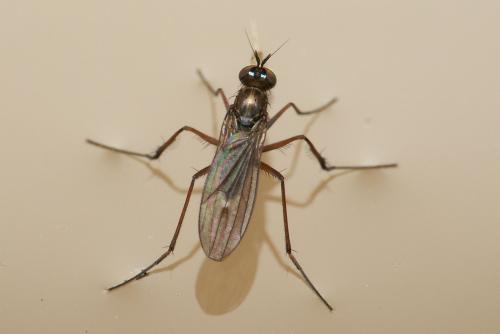 Campsicnemus curvipes