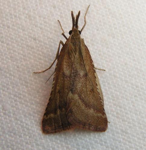 Réf. 38 243 : Synaphe punctalis