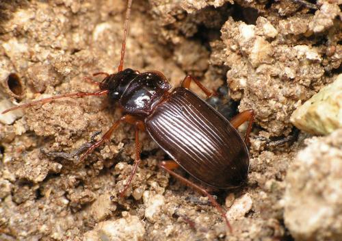 Réf. 38 701 : Nebria sp.