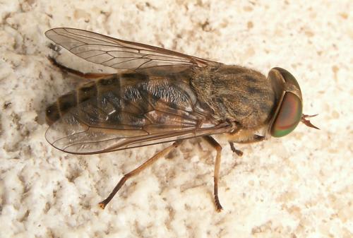 Réf. 38 279 : Tabanus bromius
