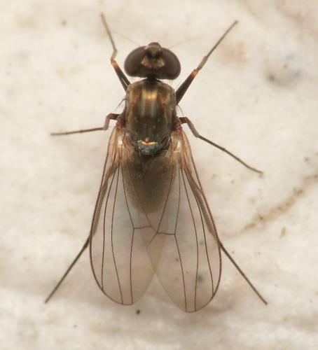 Medetera sp.