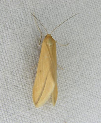 Rhodometra sacraria