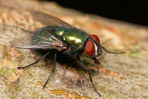 Lucilia sp.