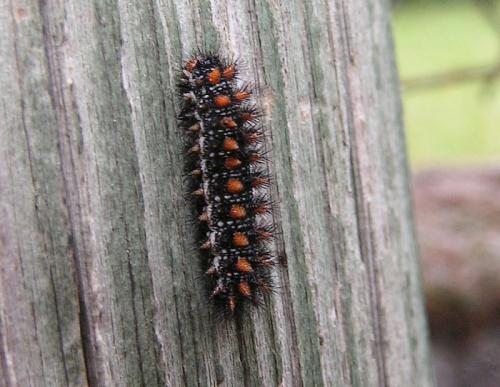 Melitaea didyma