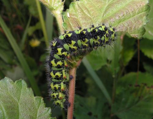 Saturnia pavonia