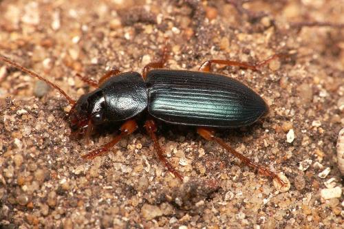 Ophonus sp.