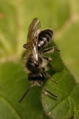 Andrena sp.