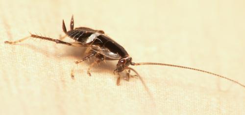 Réf. 38 707 : Planuncus vinzi