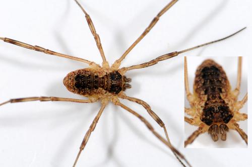 Oligolophus tridens