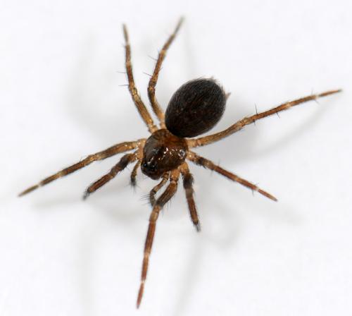 Hahnia sp.