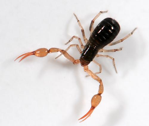 Réf. 38 559 : Neobisium sp.